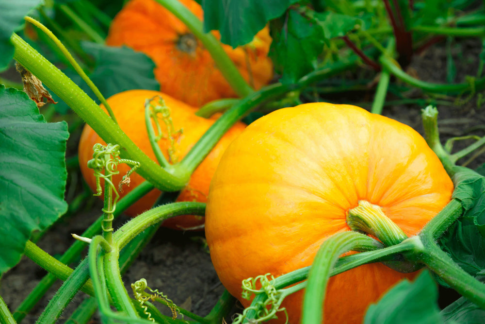 Yellow Jamaican Pumpkin Vegetable Seeds for Planting