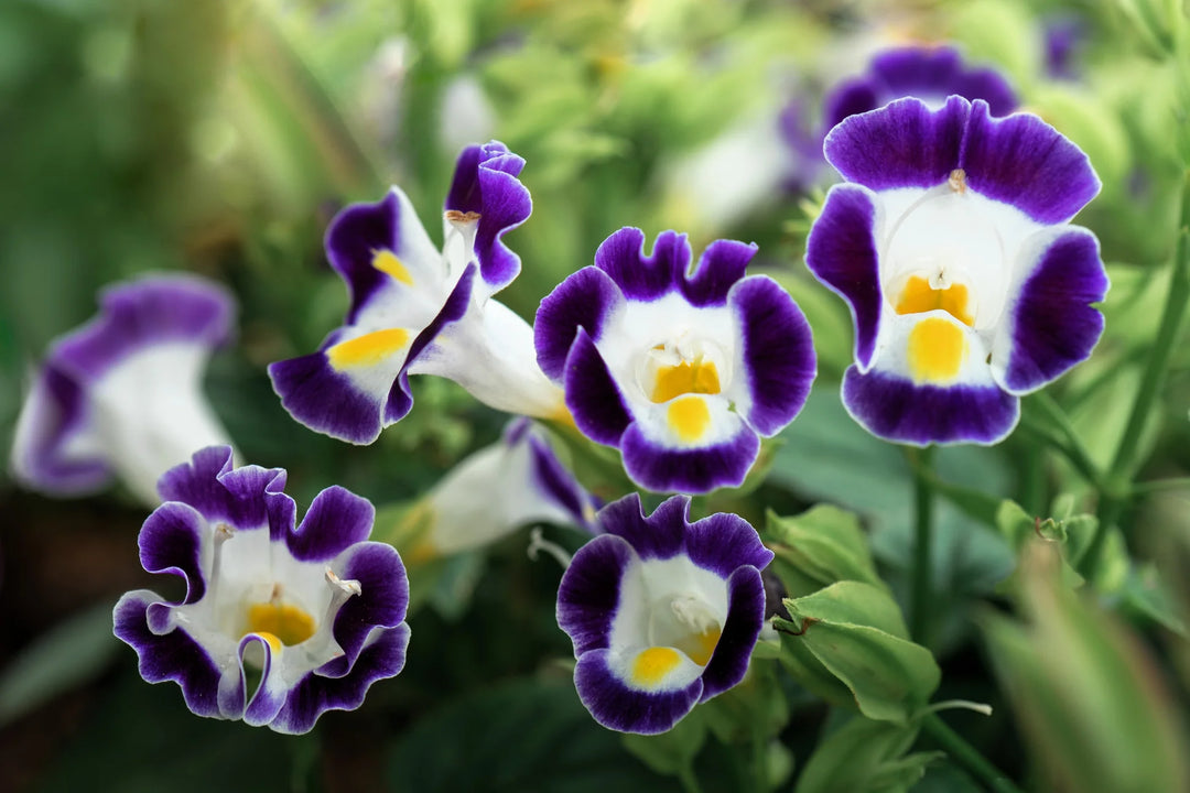 Torenia Kauai Flower Seeds for Planting 100 pcs