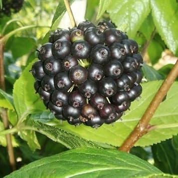 Siberian Fruit Seed Set | Grow Hardy, Unique Fruit Varieties