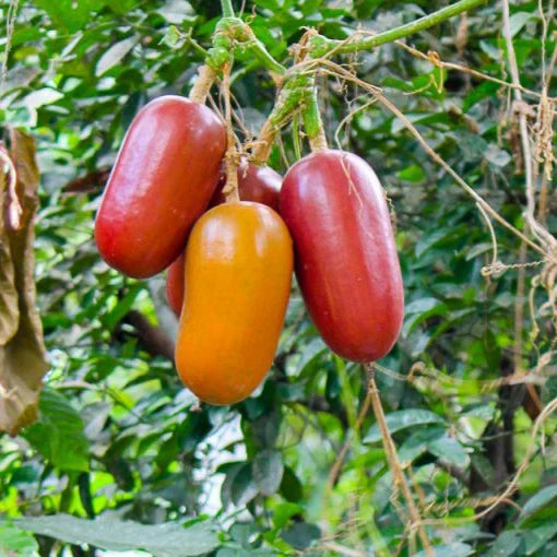 Cassabanana Sicana Odorifera Seeds for Planting – Heirloom, Non-GMO High Germination Vegetable Seeds