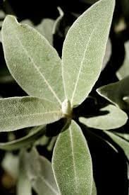 Silverberry Plant Seeds for Planting | Heirloom Non-GMO Organic Seeds for Exotic Ornamental Gardens