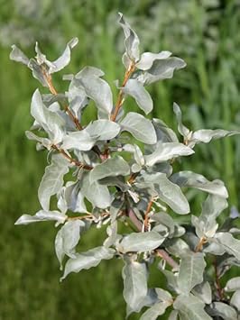 Silverberry Plant Seeds for Planting | Heirloom Non-GMO Organic Seeds for Exotic Ornamental Gardens
