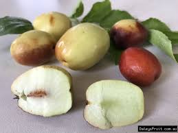 Silverhill Jujube Fruit Seeds