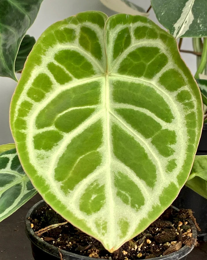 Anthurium crystallinum ‘Silver Queen’ plant Seeds  - Non-GMO garden seeds for Planting
