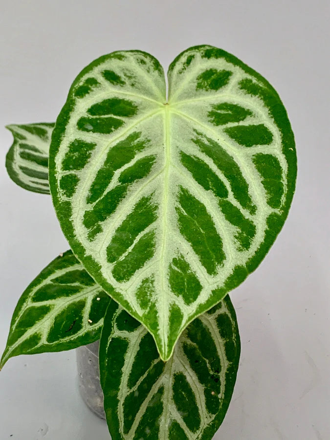 Anthurium crystallinum ‘Silver Queen’ plant Seeds  - Non-GMO garden seeds for Planting