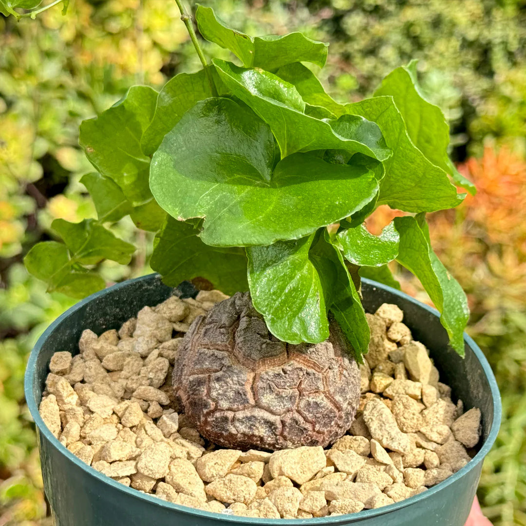 Dioscorea Elephantipes Yam Seeds for Planting – Non-GMO Heirloom Organic Garden Seeds, High Germination