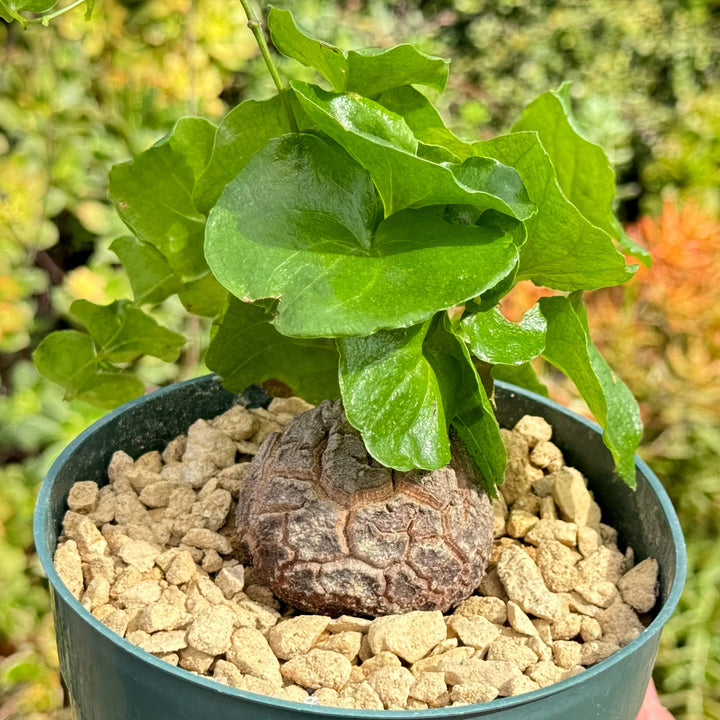 Dioscorea Elephantipes Yam Seeds for Planting – Non-GMO Heirloom Organic Garden Seeds, High Germination