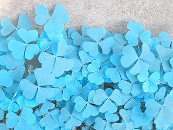 Sky Blue Leaf Clover Plant Seeds