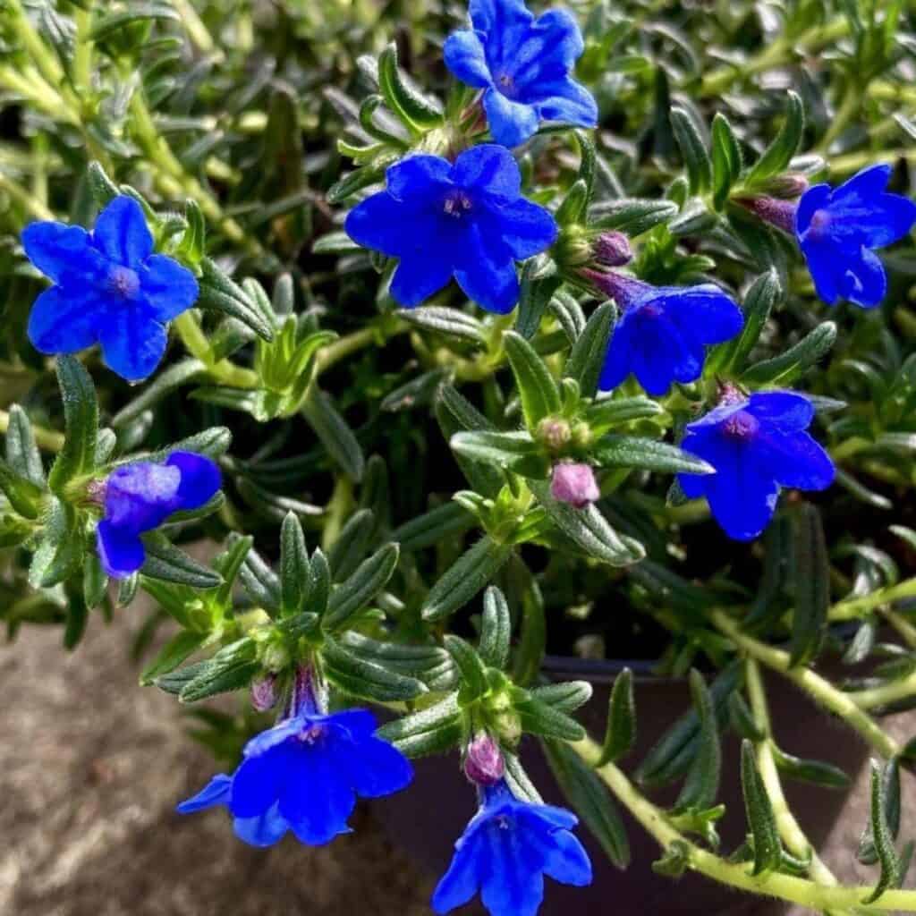 blue heirloom flower seeds