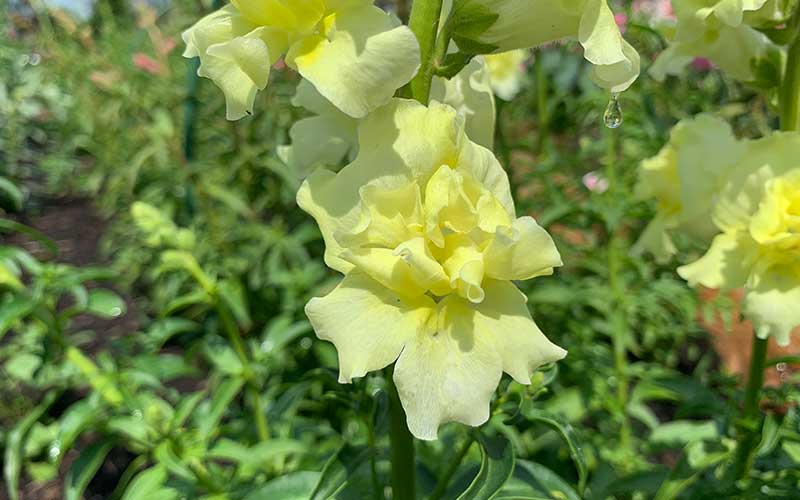 Lemon Sherbet Snapdragon Seeds for Planting – Heirloom, Non-GMO, High Germination Garden Flowers