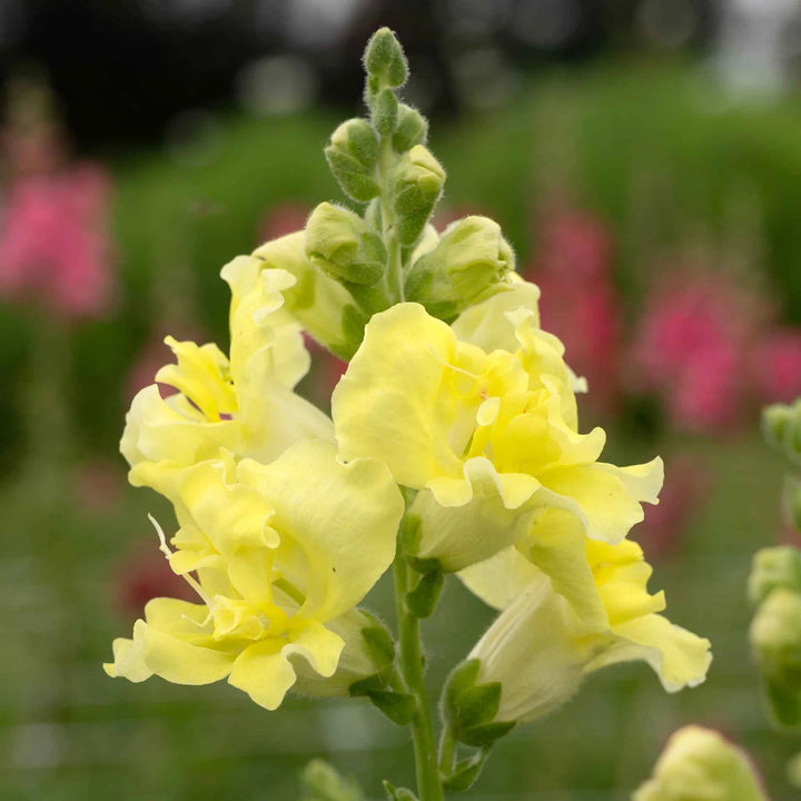 Lemon Sherbet Snapdragon Seeds for Planting – Heirloom, Non-GMO, High Germination Garden Flowers