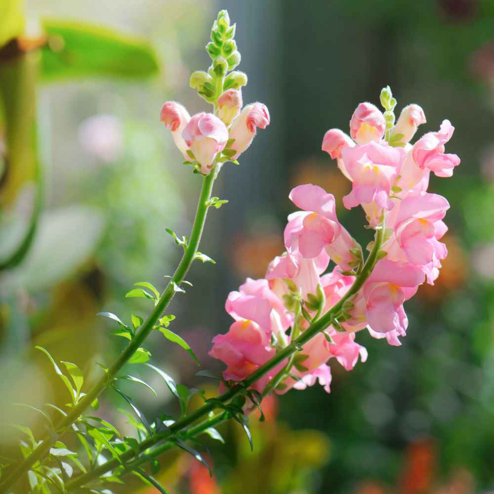 Antirrhinum Flower Seeds for Planting - White & Pink 100 pcs