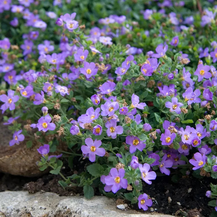 purple organic flower seeds