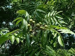 Soapberry Plant Seeds for Planting