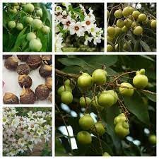 Soapberry Plant Seeds for Planting