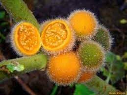 Solanum Fruit Seeds