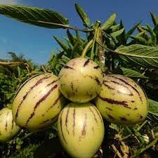 Solanum Fruit Seeds