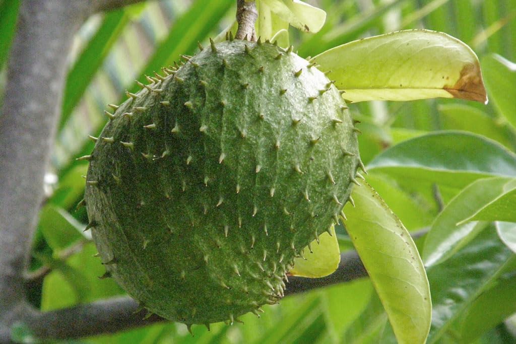 Solanum Sessiliflorum Fruit Seeds