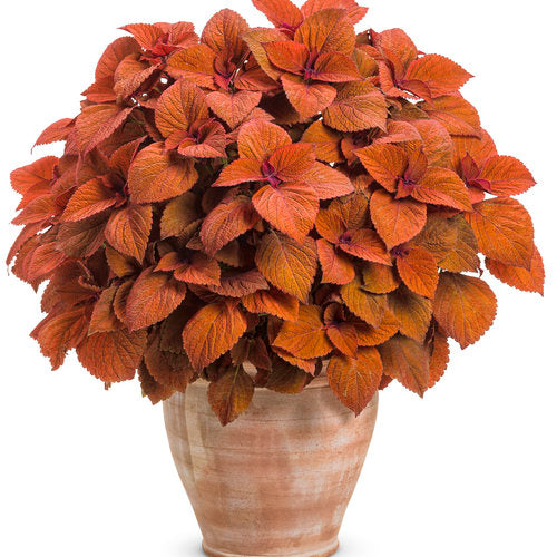Orange Coleus Plant Seeds for Planting – Heirloom, Non-GMO, High Germination Organic Garden Seeds