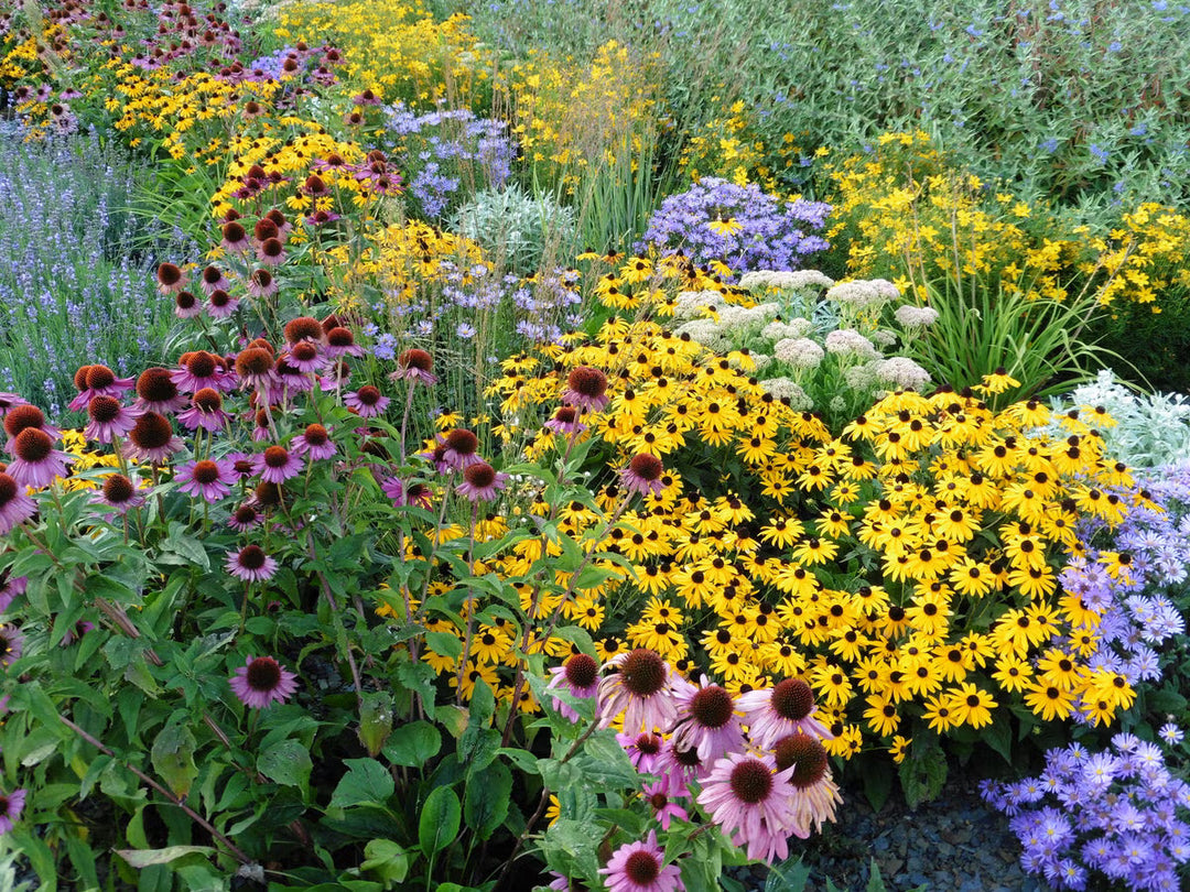 perennial various flower seeds