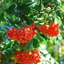Sorbus Aucuparia Fruit Seeds