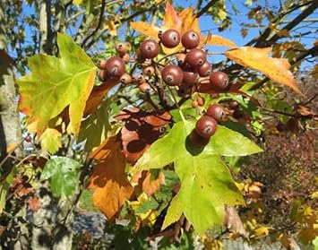 Sorbus Fruit Seeds for Planting | Heirloom Non-GMO Organic Seeds for Edible Berries and Ornamental Trees