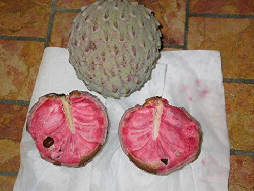 Soursop Fruit Seeds for Planting