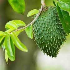 Soursop Fruit Seeds for Planting