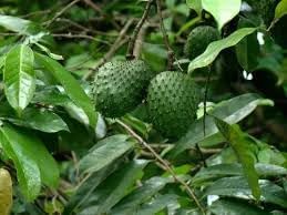 Soursop Fruit Seeds for Planting