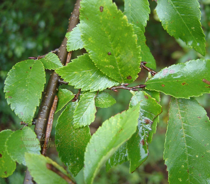 Green Winged Elm Plant Seeds - Shade Tree Seeds - Heirloom & Non-GMO Seeds for planting