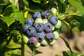 Southern Highbush Blueberries Fruit Seeds