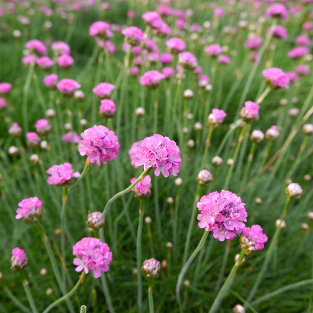 pink organic flower seeds