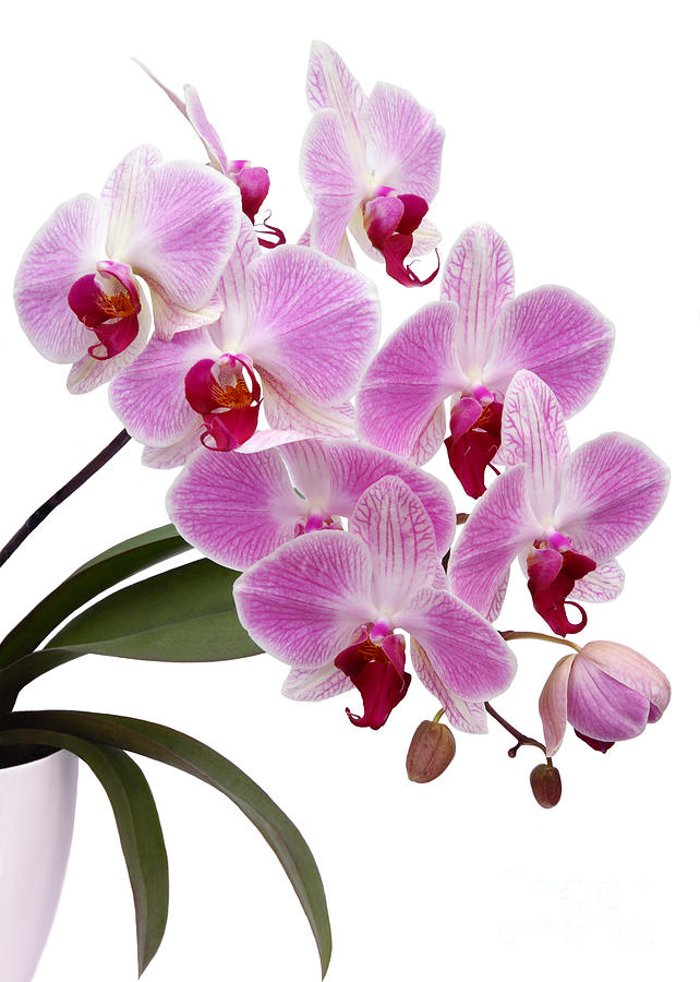 Baby Pink Phalaenopsis Orchid Flower Seeds for Planting, 100 pcs