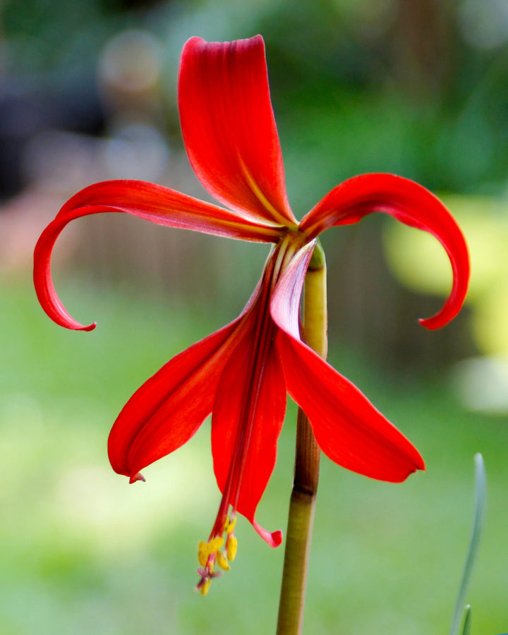 Sprekelia blomsterfrø til plantning - 100 stk