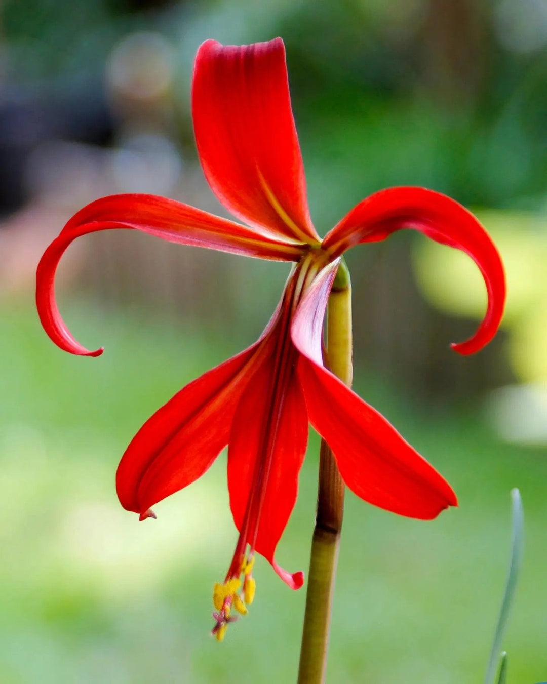 sprekelia flower flower seeds