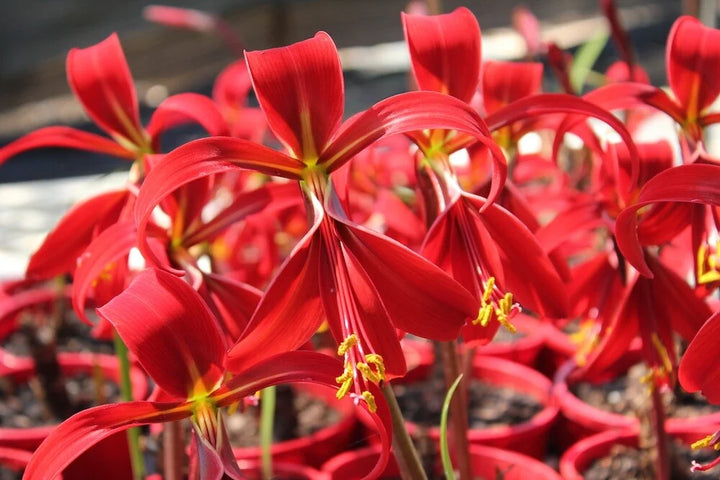 Sprekelia blomsterfrø til plantning - 100 stk