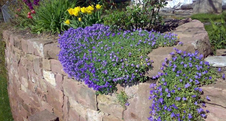 Aubrieta Blomsterfrø til Plantning Mørkeblå 100 stk