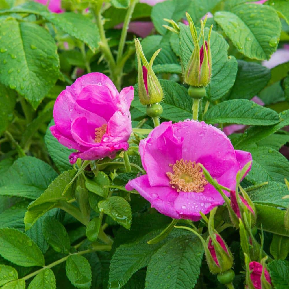 Kartoffelrose Blomsterfrø til udplantning, 100 stk