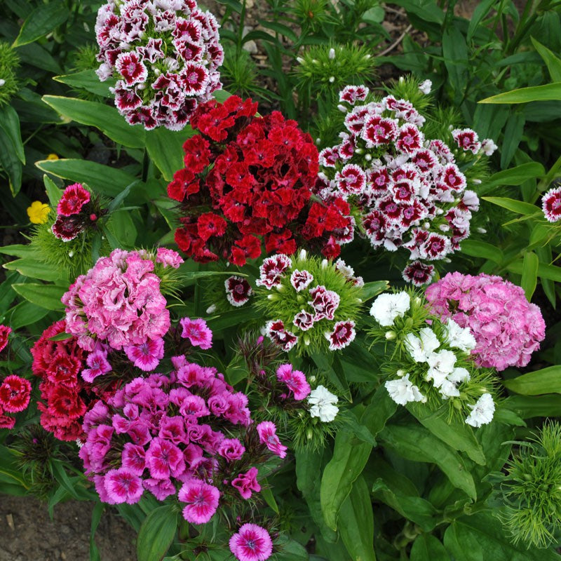rainbow dianthus flower seeds