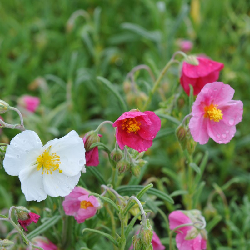 rock rose seeds Heirloom Helianthemum Flower Seeds, Non-GMO Rock Rose Blooms for Sun-Loving Garden Planting
