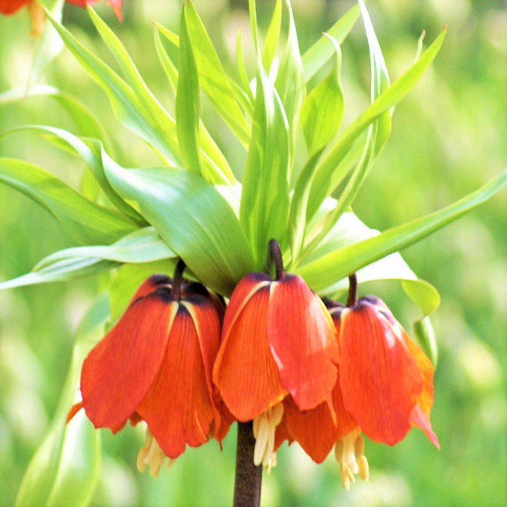 Green Crown Imperial Flower Seeds – Heirloom Non-GMO Regal Blooms for Spring Garden Planting