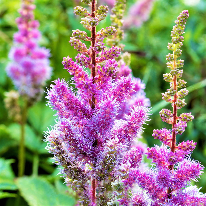 Purple Astilbe Flower Seeds – Heirloom Non-GMO for Garden Planting