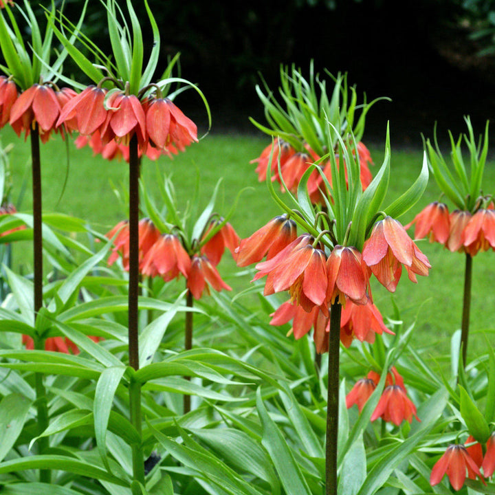 Green Crown Imperial Flower Seeds – Heirloom Non-GMO Regal Blooms for Spring Garden Planting