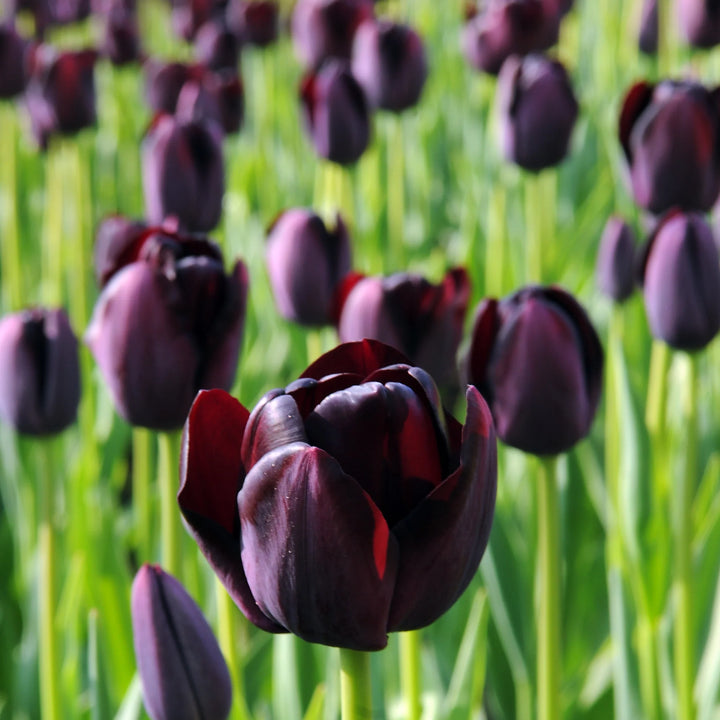 Nattens dronning tulipanblomsterfrø til plantning, elegante mørke tulipaner