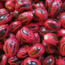 Sri Lanka Nut Fruit Seeds for Planting