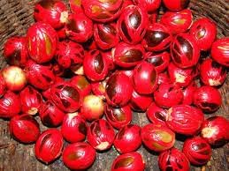 Sri Lanka Nut Fruit Seeds for Planting