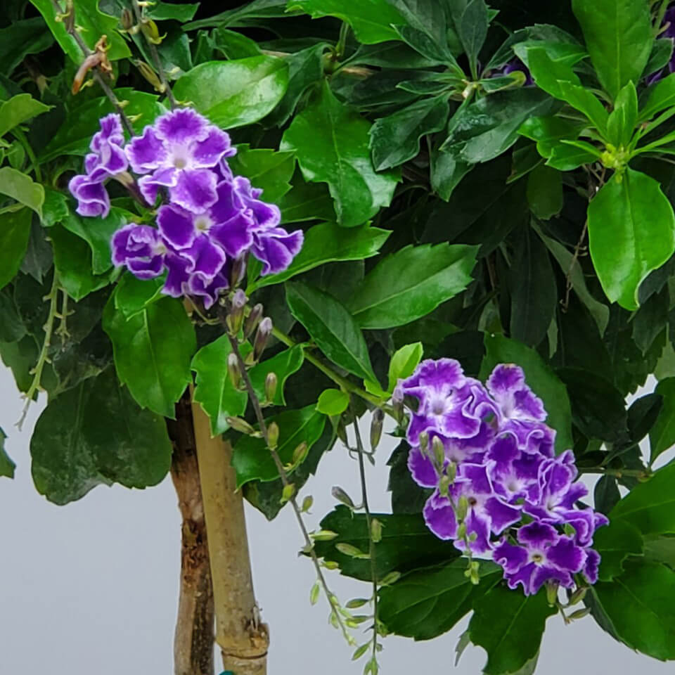 duranta plant seeds Heirloom Non-GMO Duranta Repens Flower Seeds