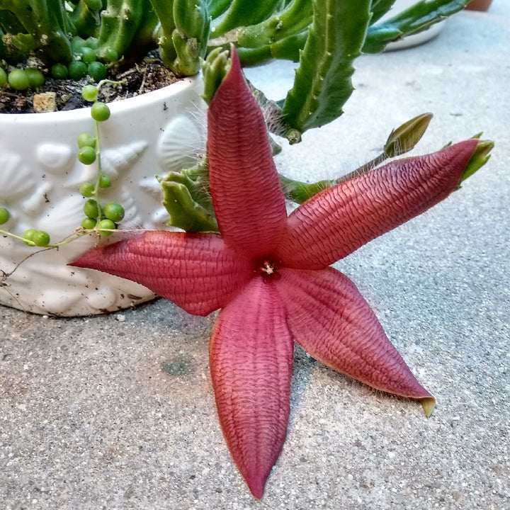Stapelia Red Flower Seeds for Planting | Heirloom & Non-GMO Organic Garden Seeds | High Germination