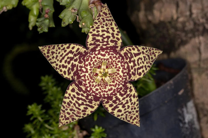 Sow Heirloom Non-GMO Stapelia Pulchella seeds in well-draining succulent or cactus soil. These seeds for planting provide high germination and unique organic garden blooms.