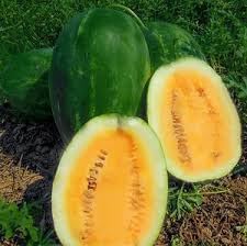 Star Fruit Seeds for Exotic and Shiny Tropical Fruits